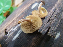 Simocybe sumptuosa