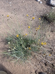 Thelesperma megapotamicum