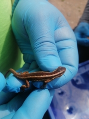 Liolaemus schroederi