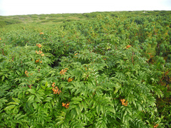 Sorbus sambucifolia