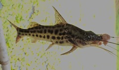 Pimelodus
