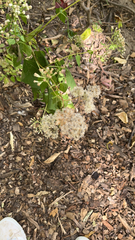 Ageratina havanensis