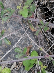 Liolaemus schroederi