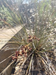 Juncus acutus