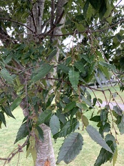Ulmaceae