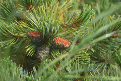 Pinus pumila
