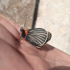 Chlosyne ehrenbergii