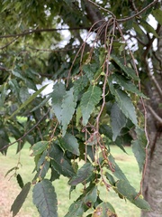 Ulmaceae