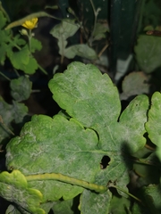 Erysiphe macleayae