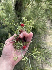 Ibervillea tenuisecta