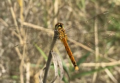 Sympetrum depressiusculum