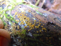 Orbilia xanthostigma