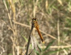 Sympetrum depressiusculum