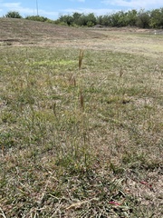 Bothriochloa ischaemum