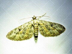 Eupithecia icterata