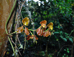 Cyrtochilum serratum