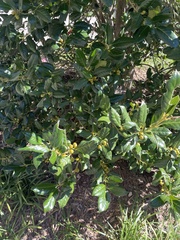 Ilex cornuta