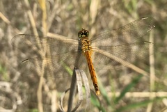 Sympetrum depressiusculum