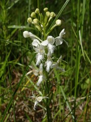 Platanthera blephariglottis blephariglottis