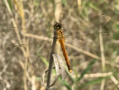 Sympetrum depressiusculum