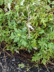 Artemisia indica