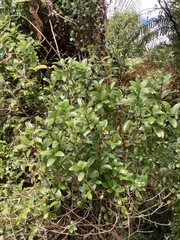 Metrosideros fulgens