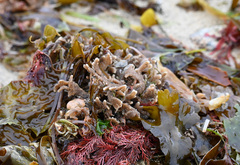 Clathria prolifera