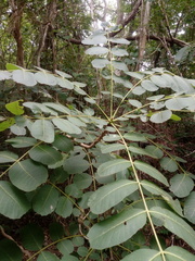 Comocladia macrophylla