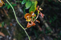 Cyrtochilum serratum