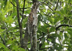Nyctibius jamaicensis