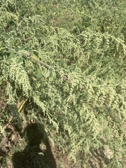 Atriplex lentiformis