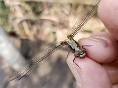 Erythemis plebeja