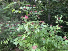 Cornus rugosa