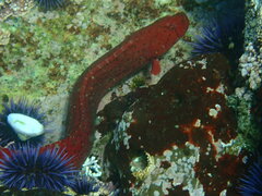 Apodichthys flavidus