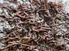 Anastrophyllum auritum