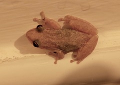 Scinax