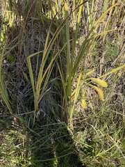 Sporobolus michauxianus