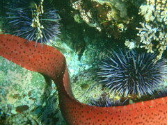 Apodichthys flavidus