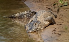Caiman yacare