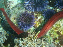 Apodichthys flavidus