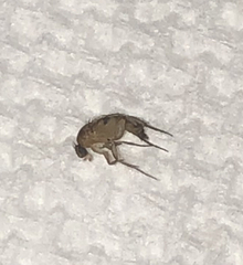 Phorinae