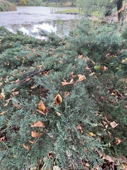 Juniperus horizontalis