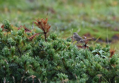 Phylloscopus fuscatus