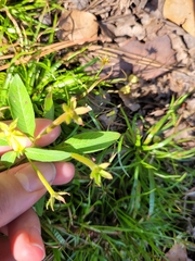 Ludwigia leptocarpa