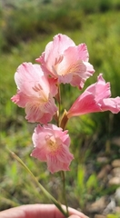 Gladiolus hirsutus