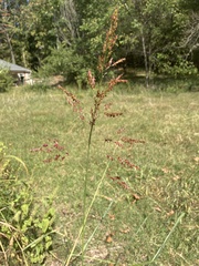 Sorghum