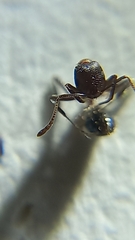 Monomorium indicum