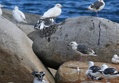 Larus schistisagus