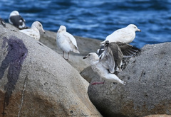 Larus schistisagus