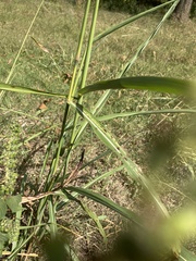 Sorghum
